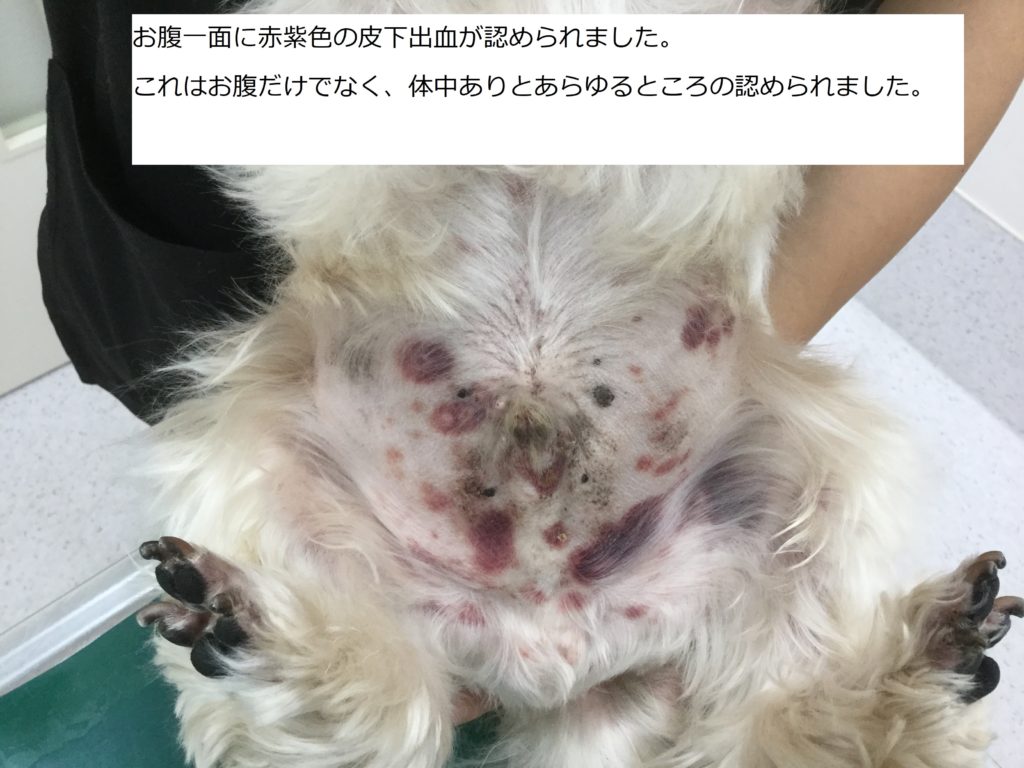 内科症例 犬 免疫介在性血小板減少症 モリヤ動物病院 町田市 大和市つきみ野