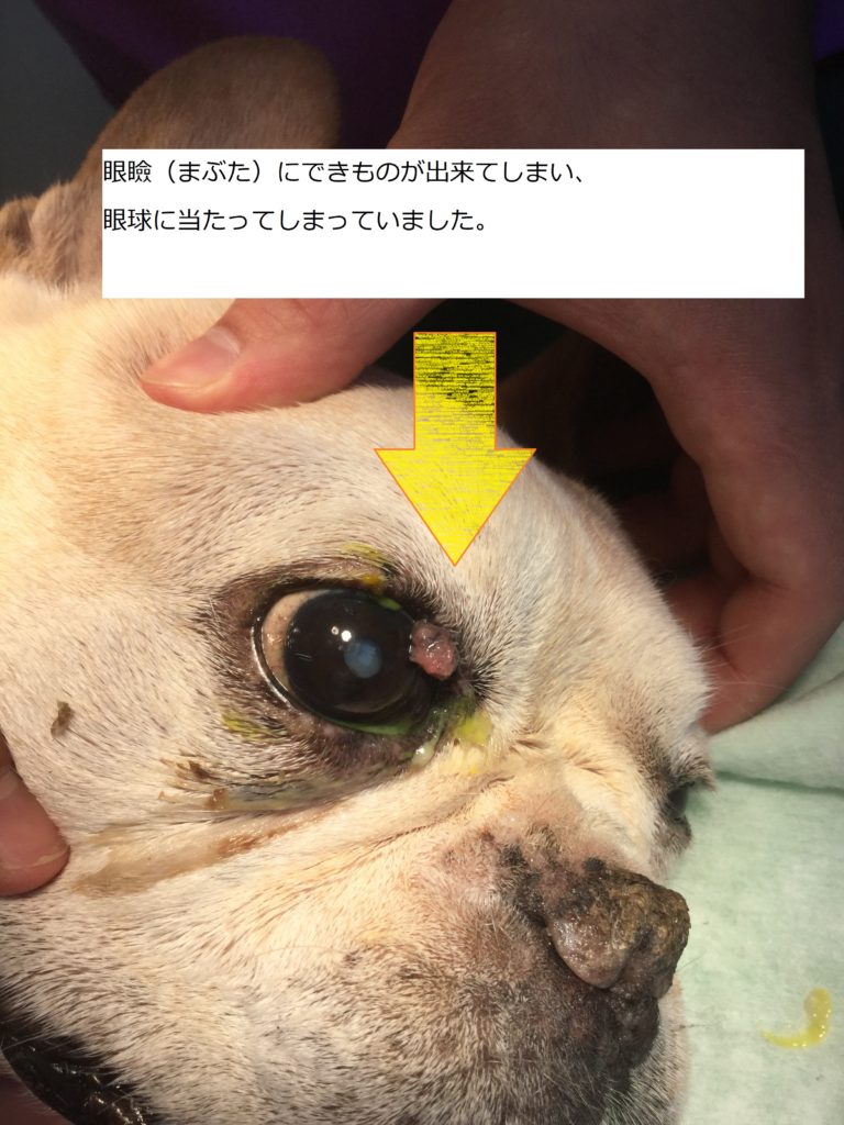 No72 外科症例 犬 眼瞼腫瘤 モリヤ動物病院 町田市 大和市つきみ野
